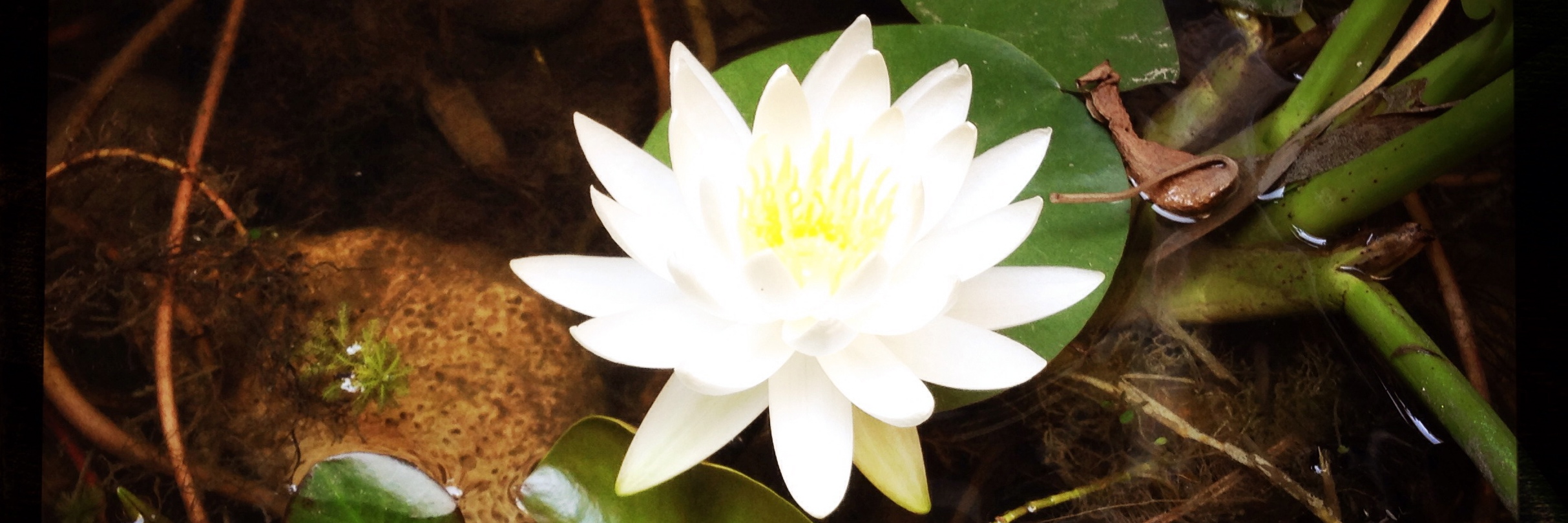 fleur de lotus blanche